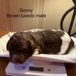 Sonny - Parti male Poodle puppy in Washington, Pennsylvania from Patriotic Poodles