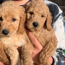 Aussiedoodles, Cavapoos, Goldendoodles, and Pugs from Ozark Mountain Doodles & Pugs