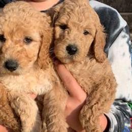 Aussiedoodles, Cavapoos, Goldendoodles, and Pugs from Ozark Mountain Doodles & Pugs
