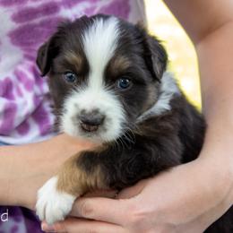 Australian Shepherd Puppies from Cedarville Aussies