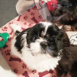 Shih Tzu Puppies from Mia AKC Shih Tzus