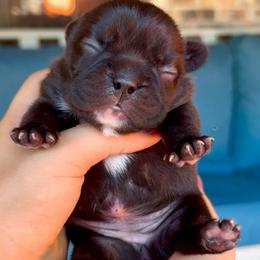 Black Brindle - White Chest Female - AKC French Bulldog - Brindle and white female French Bulldog puppy in Gulf Breeze, Florida from SW Frenchies