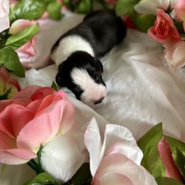 Great Dane Puppies from Kaitlin Cunningham