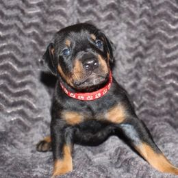 Doberman Pinscher Puppies from Aaliyah’s Dobies