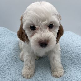 Snoopy - Parti male Goldendoodle puppy in Kansas City, Kansas from Bella & Ivy’s Mini Goldendoodles of KC