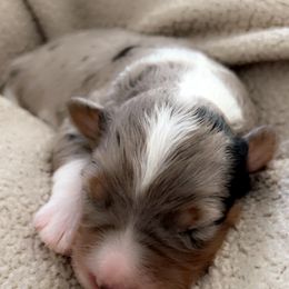 Aussiedoodle Puppies from A Dose Of Doodle