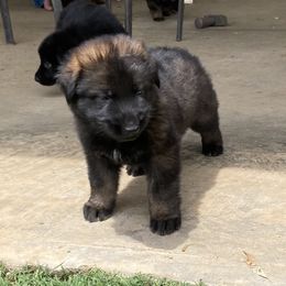 German Shepherd Puppies from Janet Griffen
