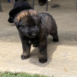 German Shepherd Puppies from Janet Griffen