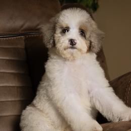 Tiramisu - Blue merle female Bernedoodle puppy in Youngstown, Florida from Wonderland’s Boujie Kennels