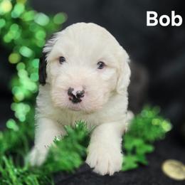 Bob - Gray and white male Old English Sheepdog puppy in Sutherlin, Oregon from Sapphire Eyes Sheepdogs