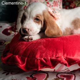 Clementine - Lemon and white female Basset Hound puppy in Hodges, South Carolina from Blooming Basset