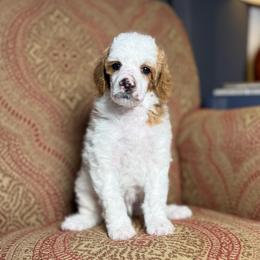 Ariat - Parti male Poodle puppy in Ault, Colorado from The Peaks Premium Poodles