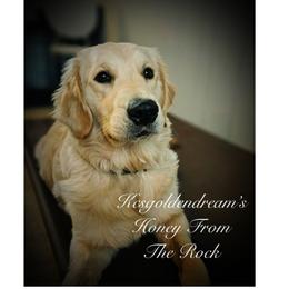 Honeh - Golden Retriever