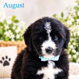 August - Black and white male Bernedoodle puppy in Diamond Bar, California from Furrytaildoodles