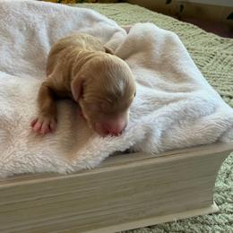 Eloise - Parti female Goldendoodle puppy in Barstow, California from Golden Desert Doodles