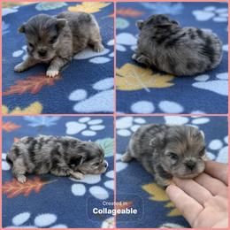 Blue Merle - Blue merle female Pomeranian puppy in Harrah, Oklahoma from Sunshines Pomeranians & Cavapoos