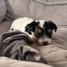 Yorkshire Terrier Puppies from Teresa Faulkner