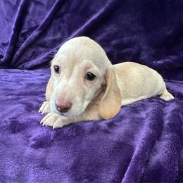 Tadhg (Tyg) - Cream female Dachshund puppy in Memphis, Tennessee from River City Doxies