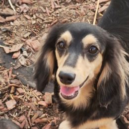 Dachshunds from Duran Dachshunds