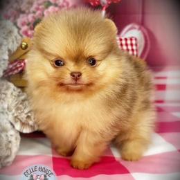 Tiny Xavier 4000 - Chocolate sable male Pomeranian puppy in Oklahoma City, Oklahoma from Belle House Pomeranians