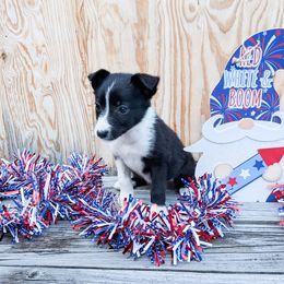 Burgess - Black female Border Collie puppy in Raccoon, Kentucky from Skyline Border Collies