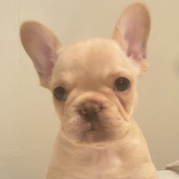 French Bulldogs from Millers kennel