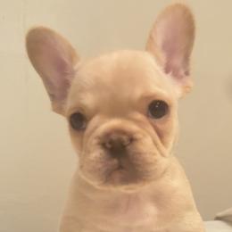 French Bulldogs from Millers kennel
