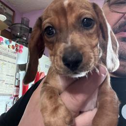 Dachshund Puppies from Witchy Woman’s Wiener’s
