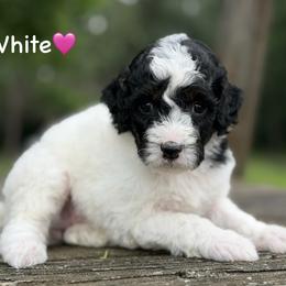 White - Black tri-color female Aussiedoodle puppy in Lancaster, Minnesota from Finney Ranch