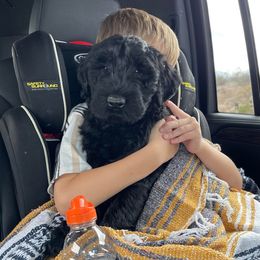 Giant Schnauzer Puppies from Olympian Giant Schnauzers