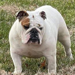 Opal - Bulldog