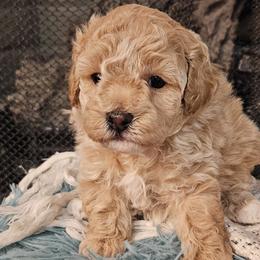 Poodles from Pawsitively Perfect Poodles