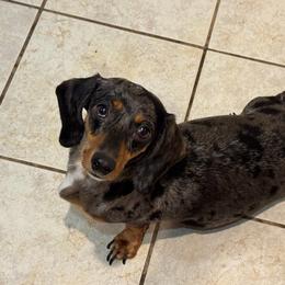 Silber - Dachshund