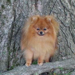Gypsy - Pomeranian