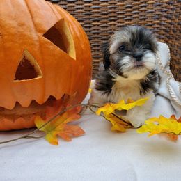 Great Dane and Shih Tzu Puppies from Empire Royalty and Majestic Dane