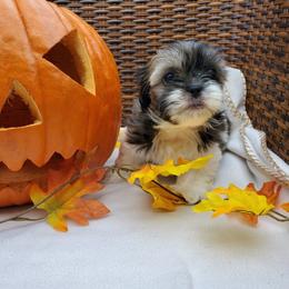 Great Dane and Shih Tzu Puppies from Empire Royalty and Majestic Dane