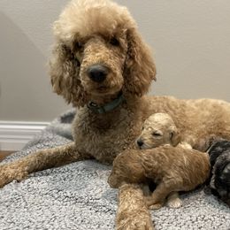 Spritz - Poodle