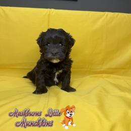 COCO - Chocolate female Havanese puppy in Pisgah, Alabama from Mashburns Little Munchkins