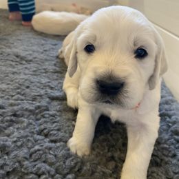 Golden Retriever Puppies from Fortunes Golden Retriever