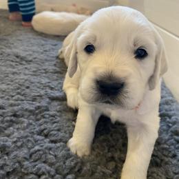 Golden Retriever Puppies from Fortunes Golden Retriever