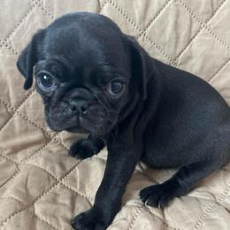 Black girl - Black female Pug puppy in Norborne, Missouri from Pug Palace