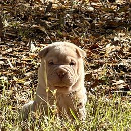 Kiri - Cream female Chinese Shar-Pei puppy in Lehigh Acres, Florida from Florida Wrinkles