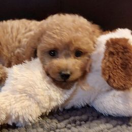 Poodles from Toy Poodles of NC