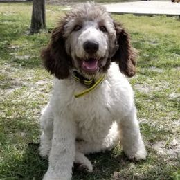 Goldendoodles from DeHaven Doodles