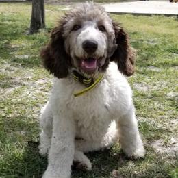 Goldendoodles from DeHaven Doodles