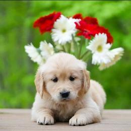 Blossom - Golden female Golden Retriever puppy in Saint Joe, Indiana from Golden Acres Farm