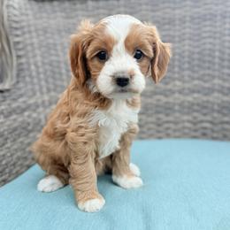Honeysuckle (Pink) - Red  female Goldendoodle puppy in Twin Falls, Idaho from Magic Valley Family Doodles