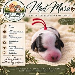Mara - Piebald female Dachshund puppy in Firesteel, South Dakota from Prairie Ridge Dachshunds