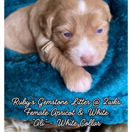 Alabaster - female Australian Mountain Doodle puppy in Port Orchard, Washington from Yukon Harbor Doodles
