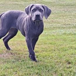 Cane Corso and German Shepherd Puppies from Von Marker Spiel Kennels